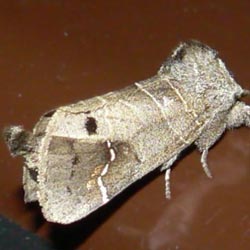 Clostera anachoreta Clostera anachoreta